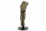 Fossil Hadrosaur (Maiasaura) Partial Femur w/ Stand - Montana #379909-2